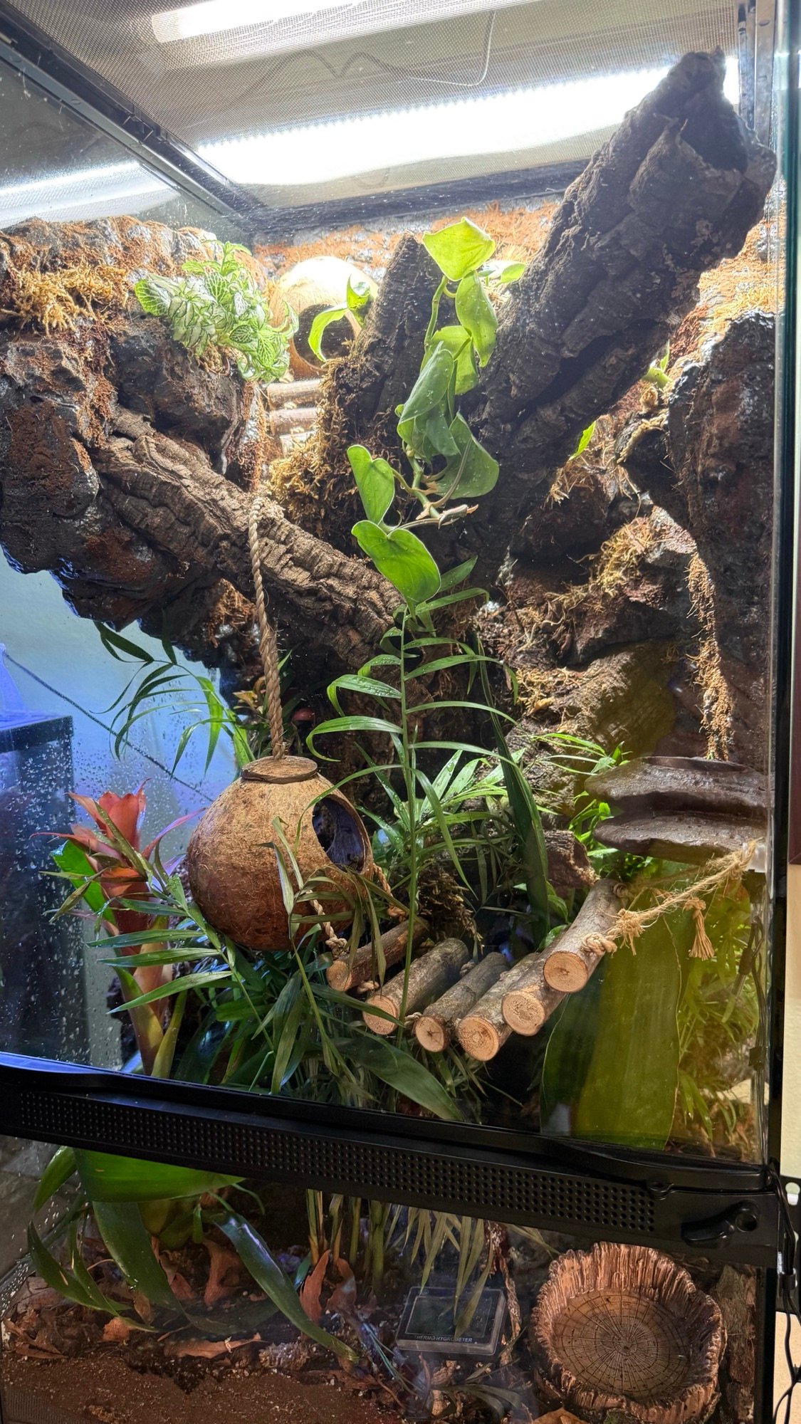 Bioactive terrarium example